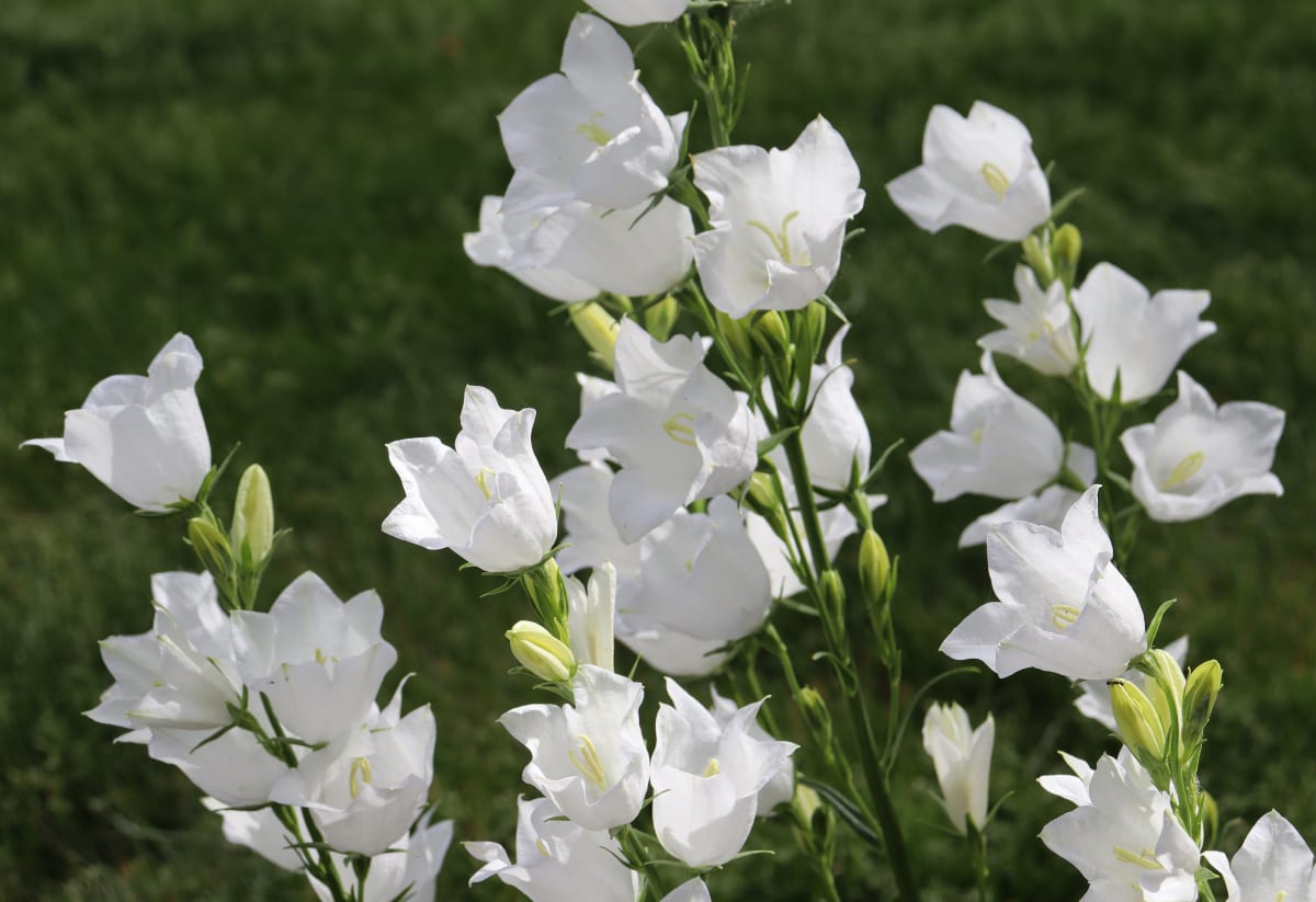 Campanula persicifolia 'Alba'