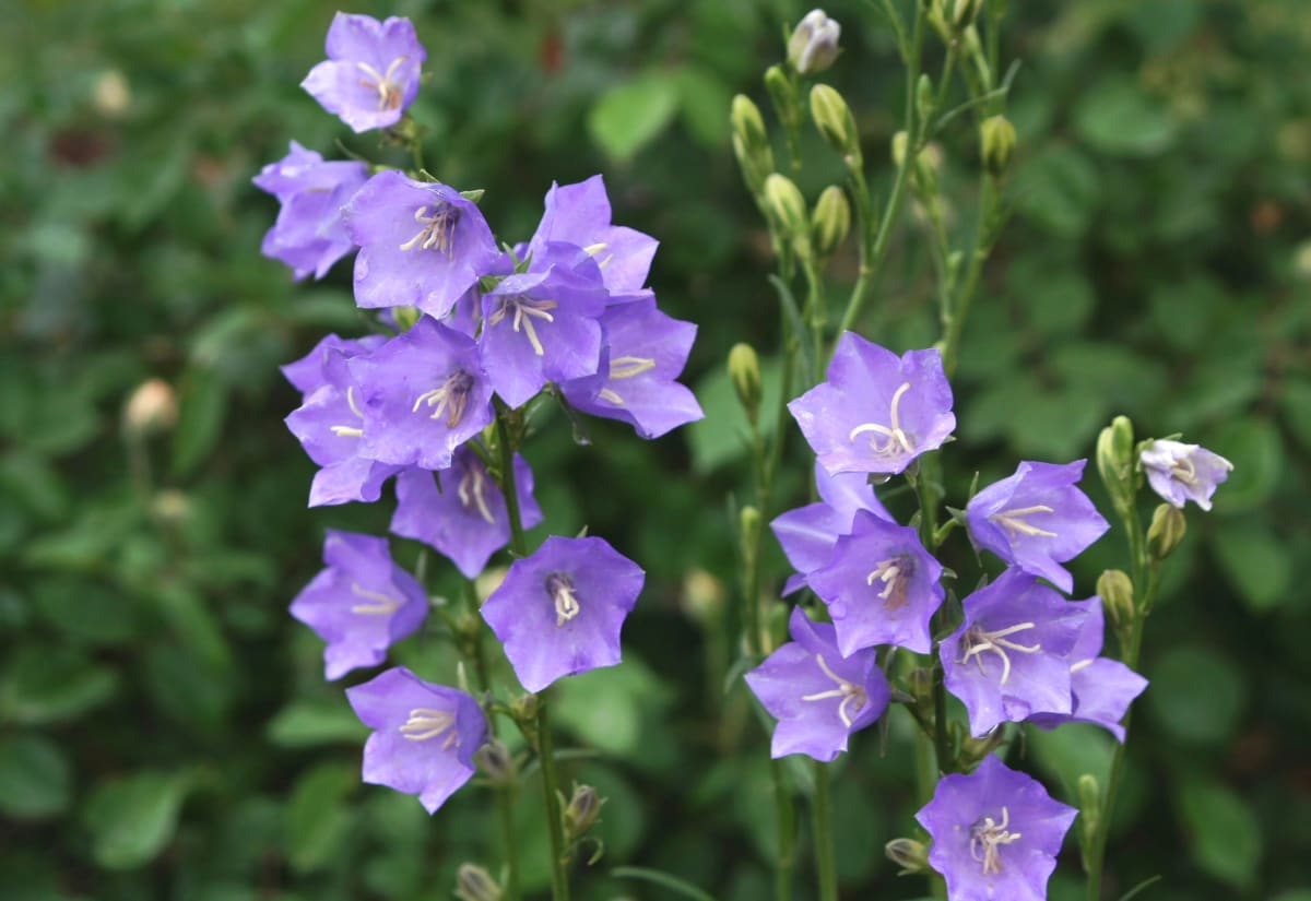 Campanula persicifolia 'Telham Beauty'
