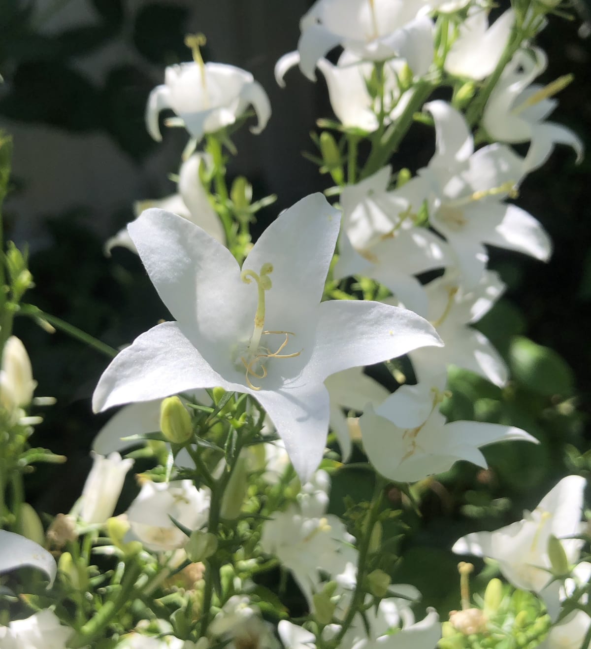 Campanula pyramidalis 'Alba'