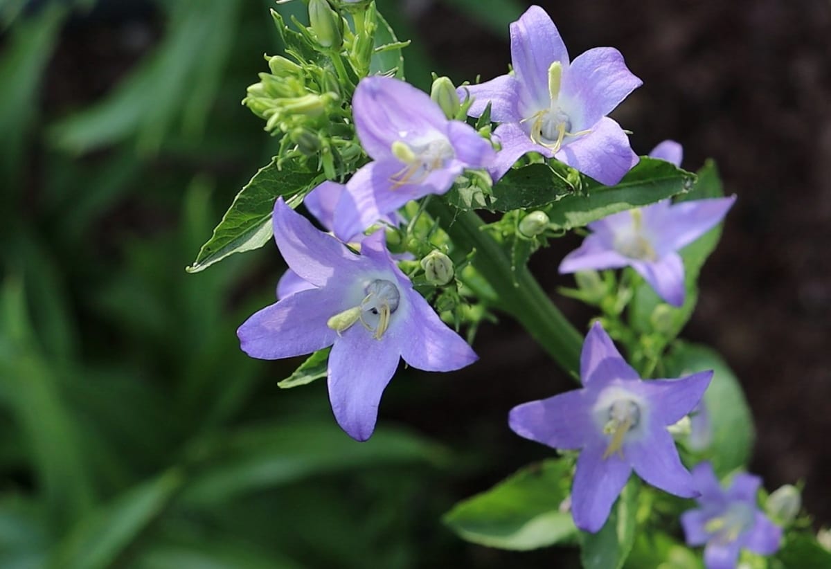 Campanula pyramidalis 'Blue'