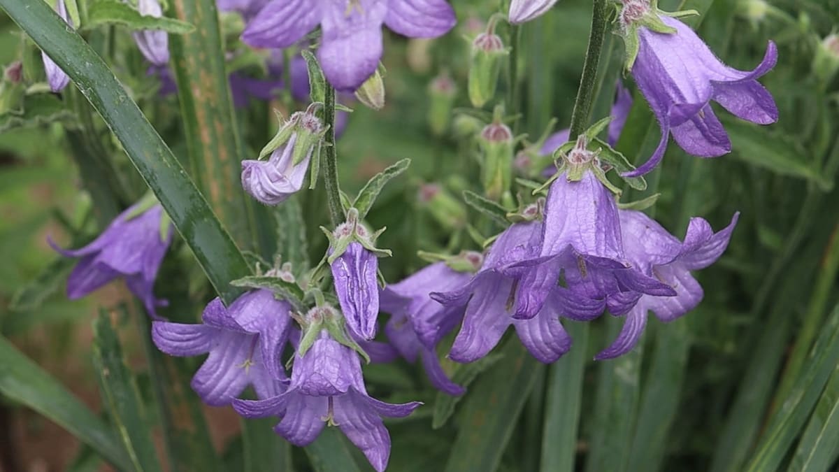 Campanula sarmatica