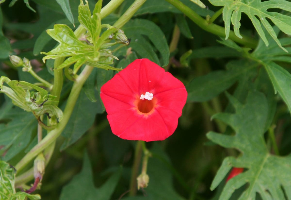 Cardinal Climber