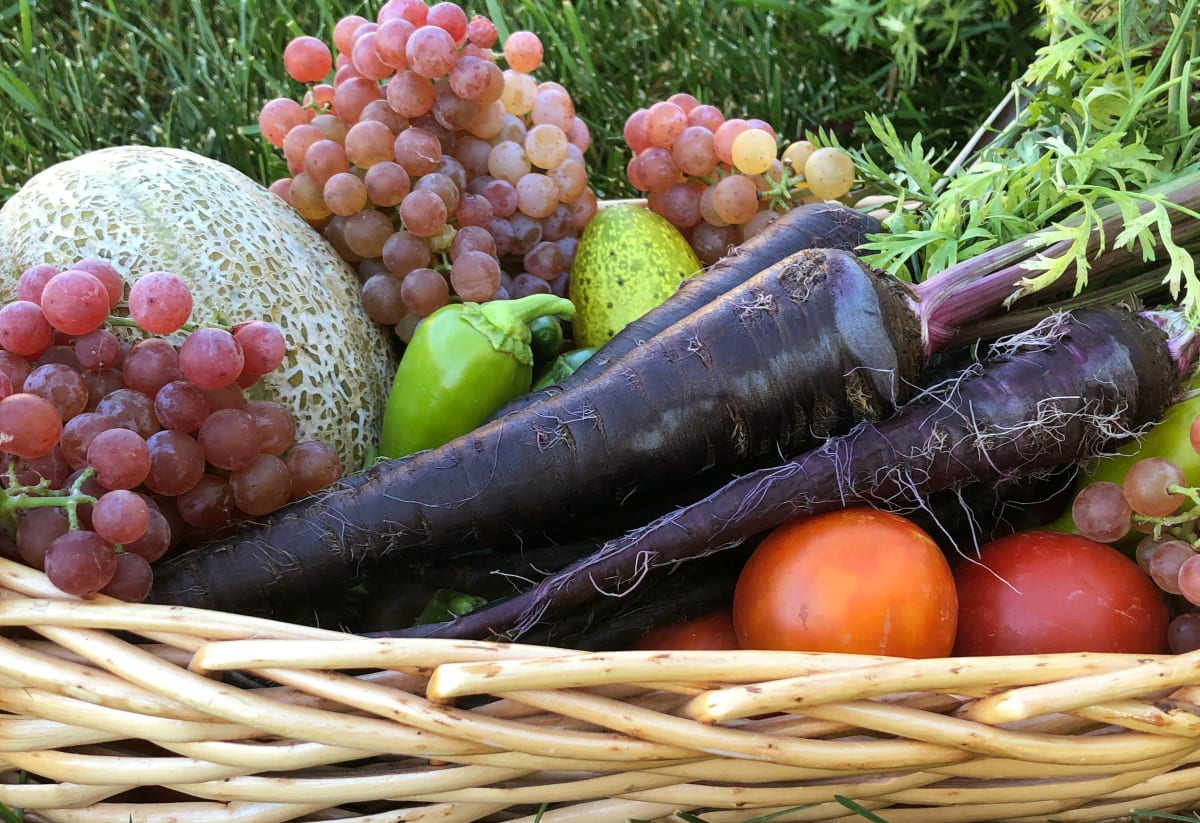 Carrot 'Black Nebula'