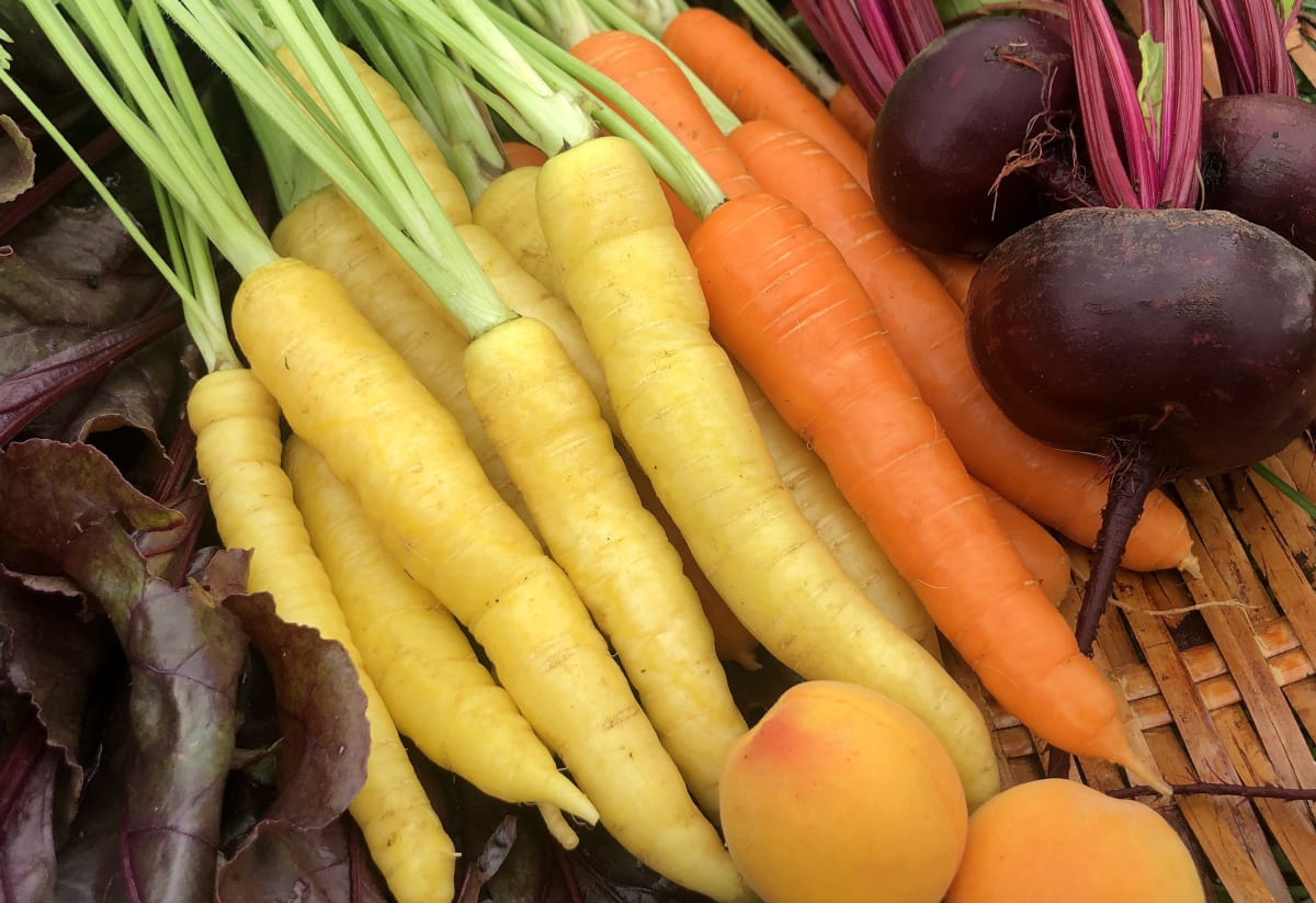 Carrot 'Uzbek Golden'