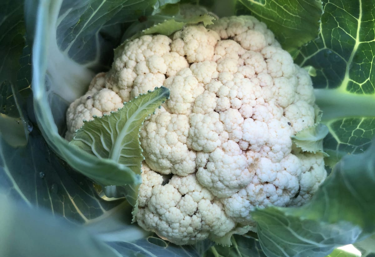 Cauliflower 'Snowball Self-Blanching'