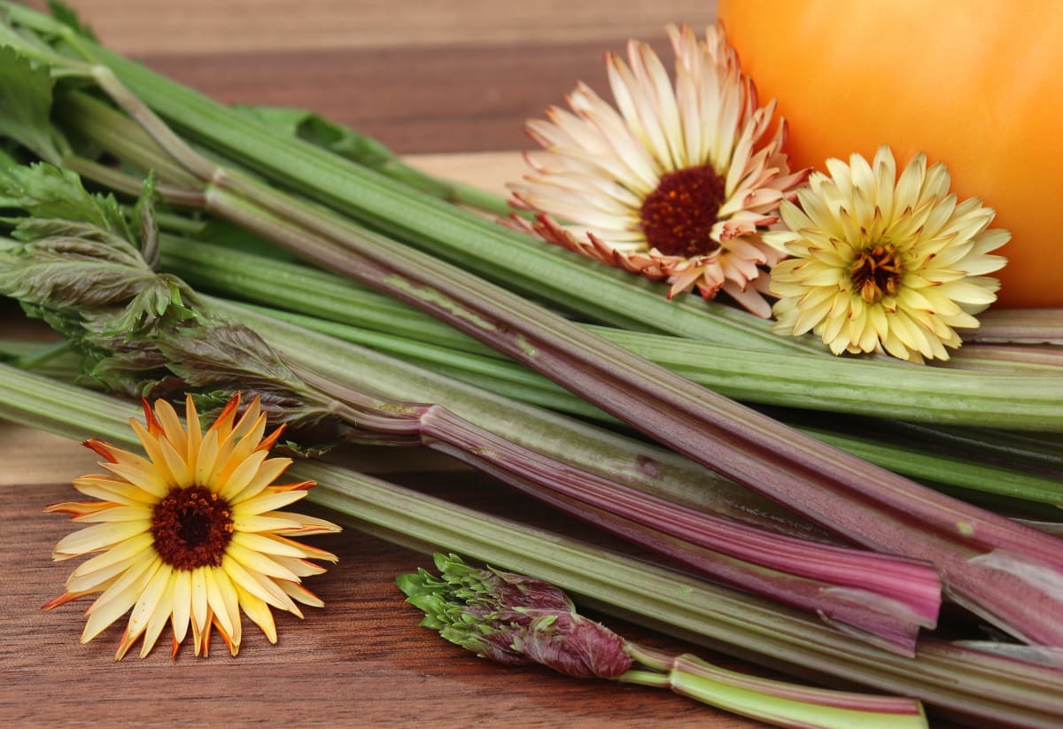 Celery 'Redventure'
