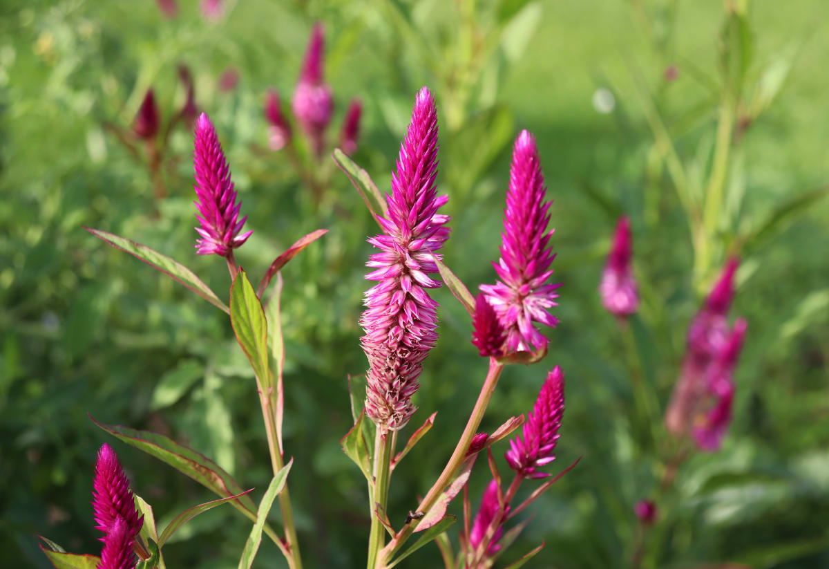 Celosia 'Sokoyokoto'