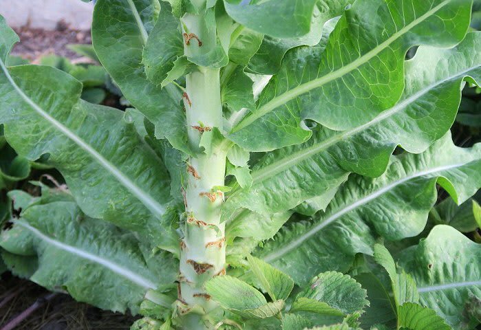 Celtuce 'Sword Leaf'