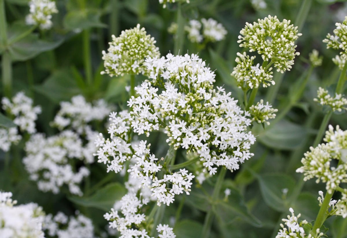 Centranthus ruber 'Alba'
