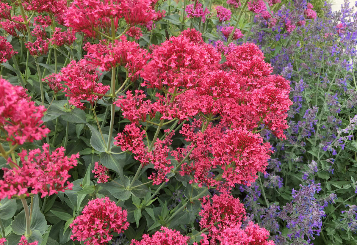 Centranthus ruber 'Coccineus'