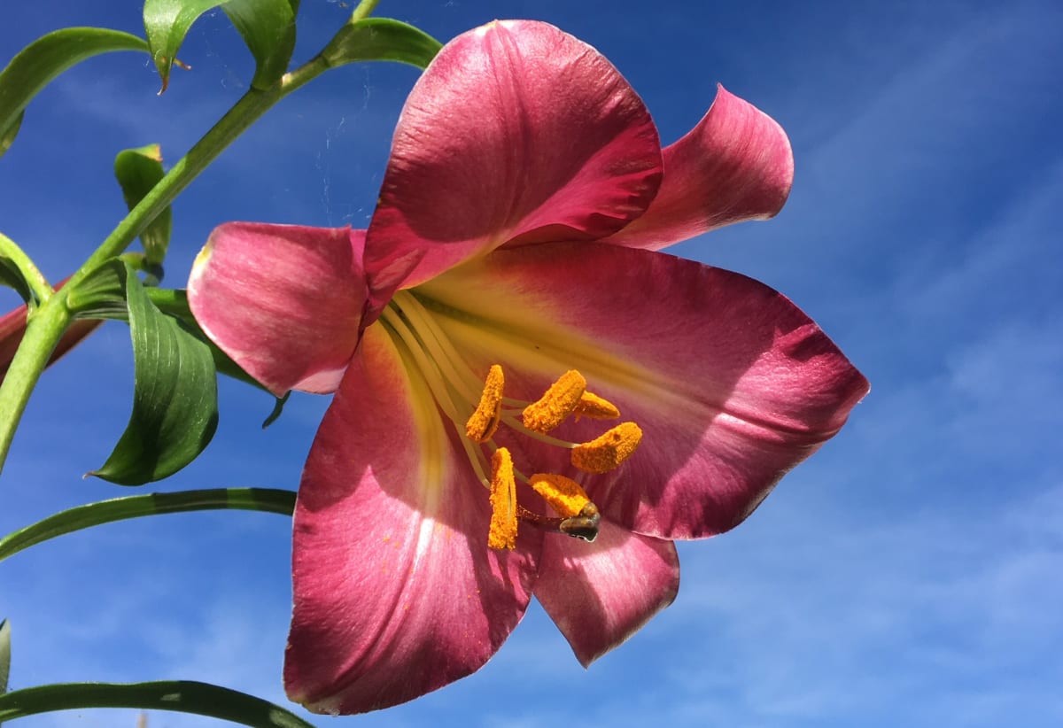 Chinese Trumpet Lily Mix