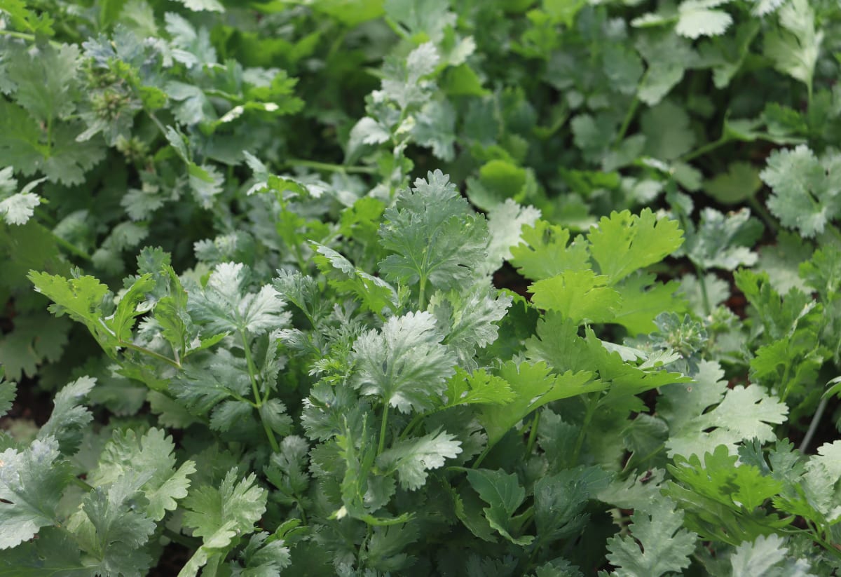 Cilantro 'Rak Tamachat'