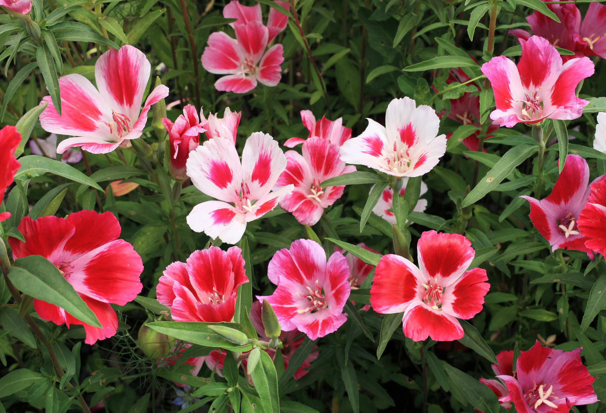Clarkia amoena Mix