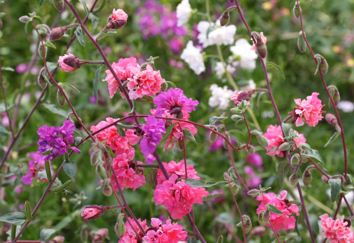 Clarkia elegans Mix