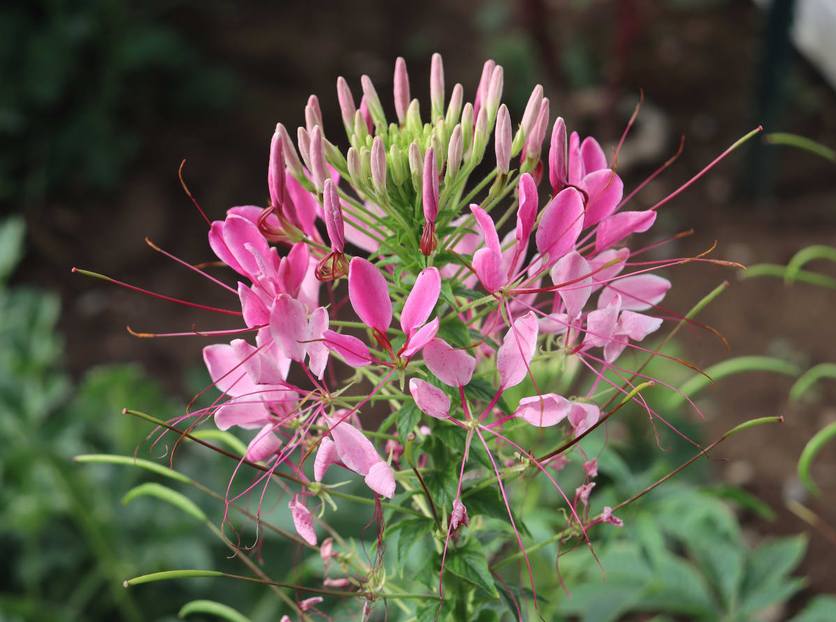 Cleome 'Cherry Queen'