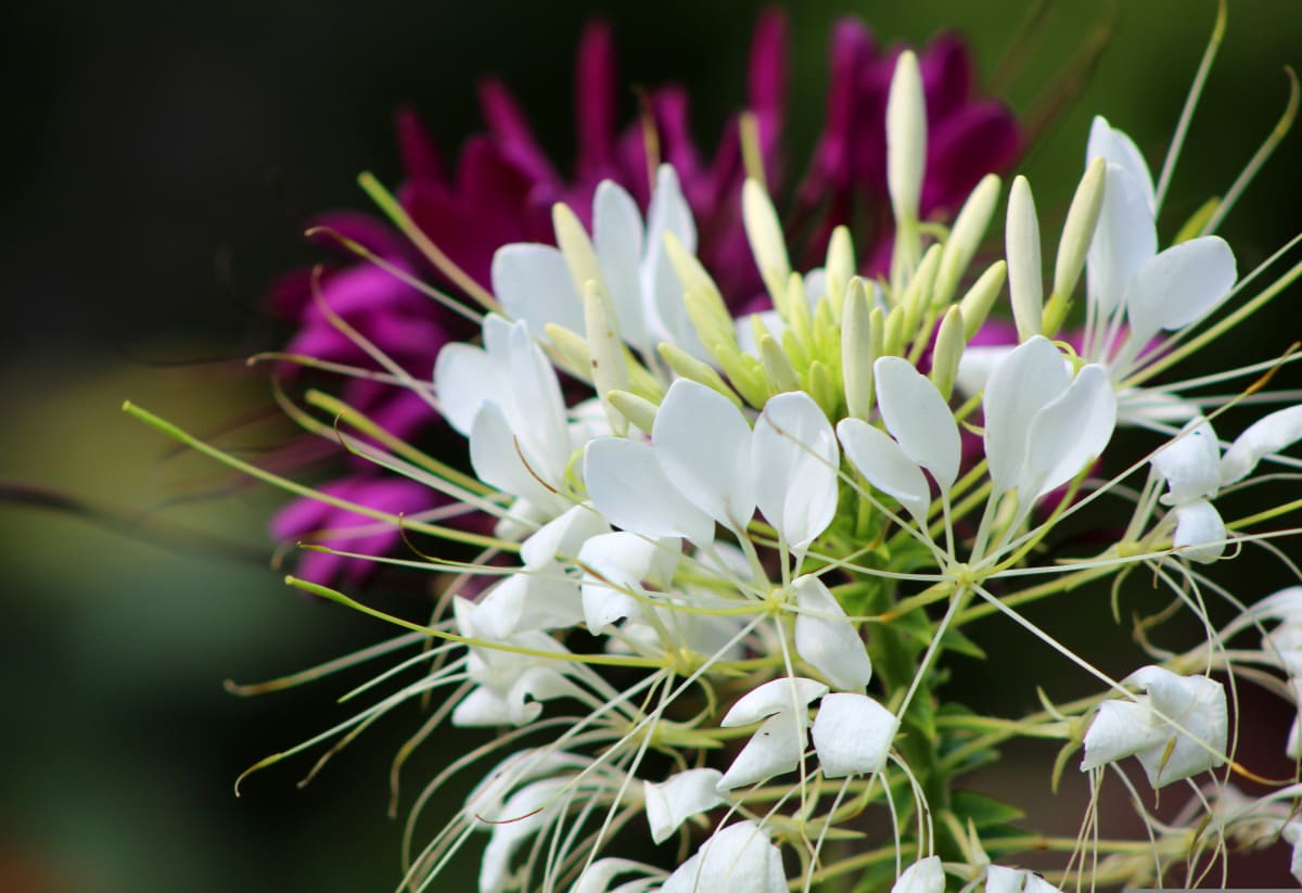 Cleome 'Helen Campbell'