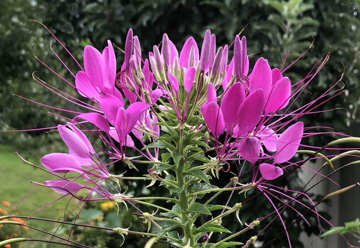 Cleome 'Violet Queen'