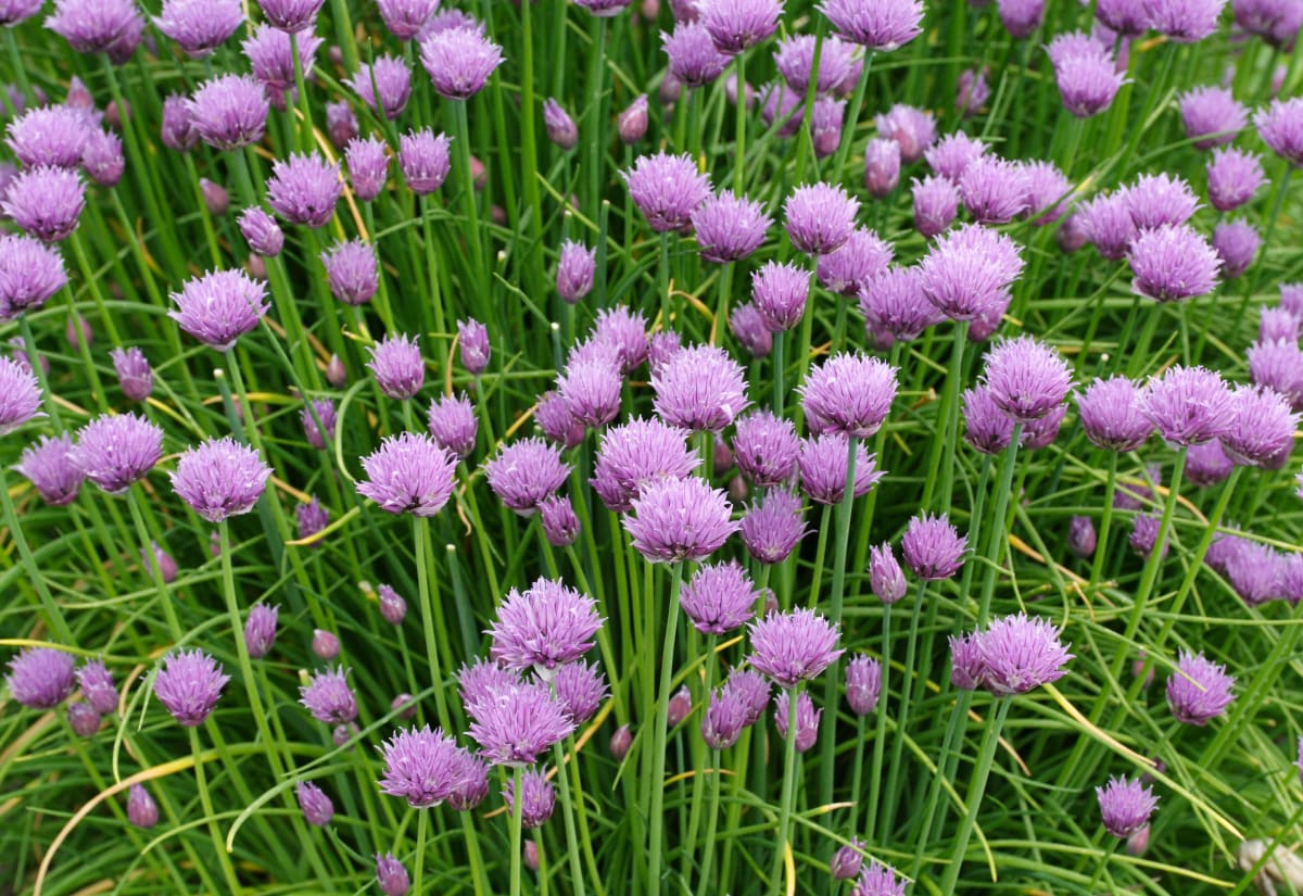 Common Chives