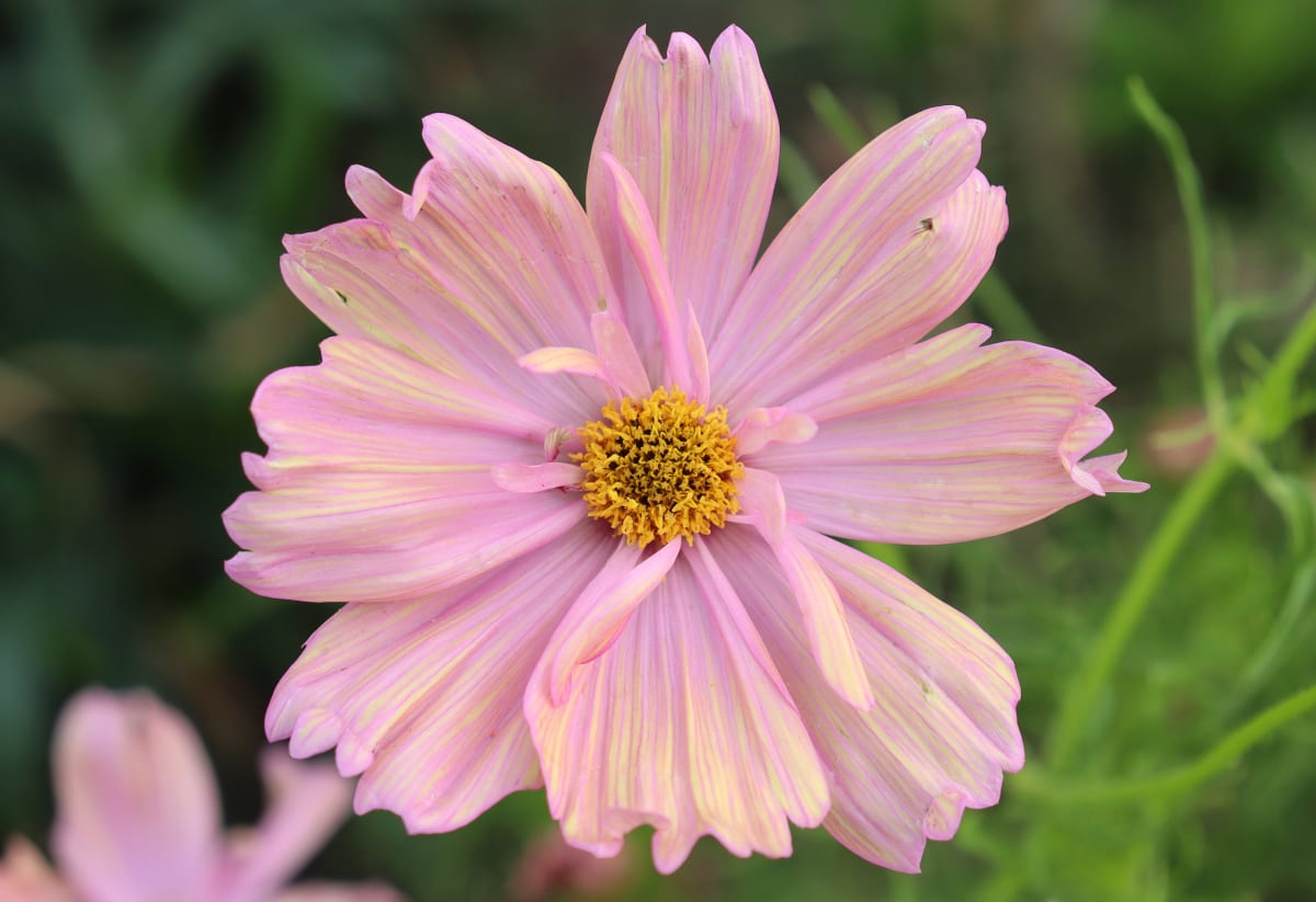 Cosmos 'Apricotta'