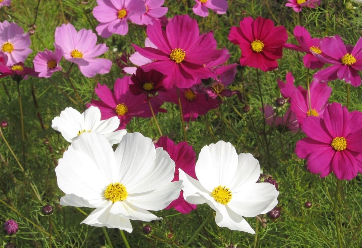 Cosmos 'Dwarf Sensation Mix'