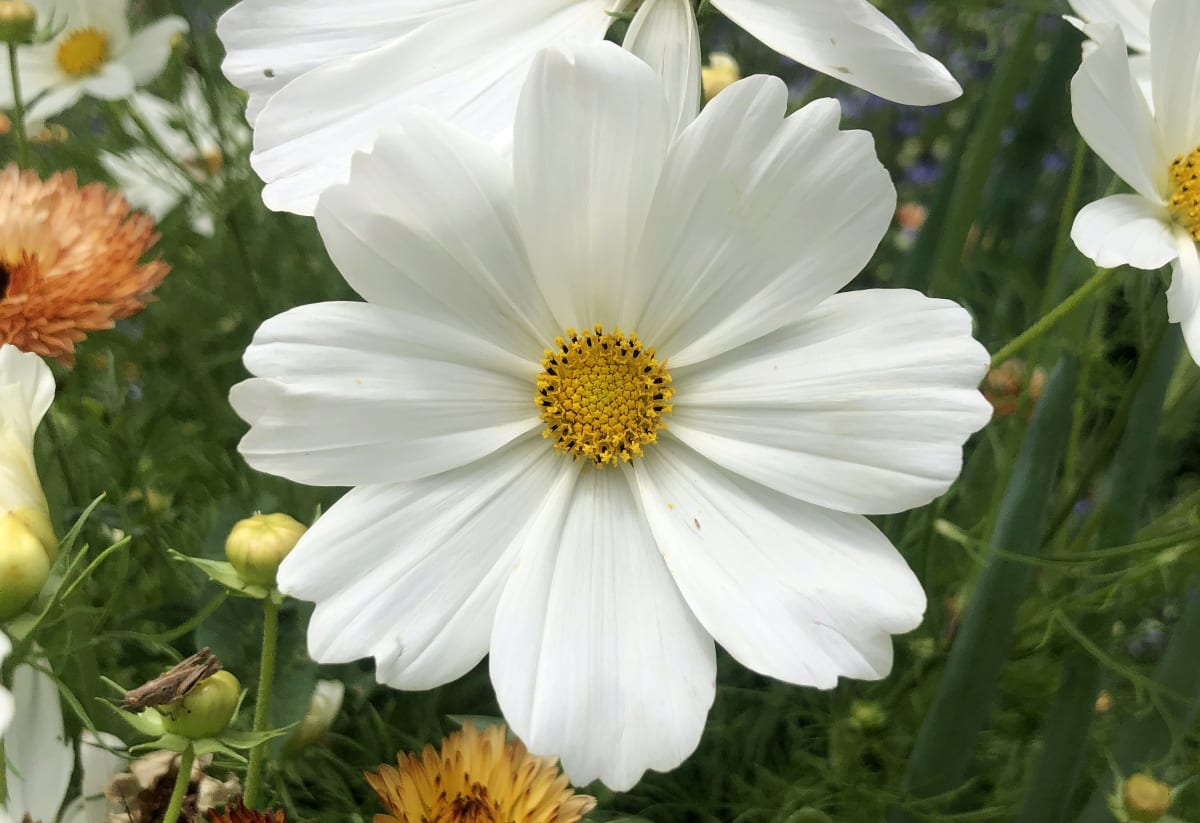Cosmos 'Dwarf White'