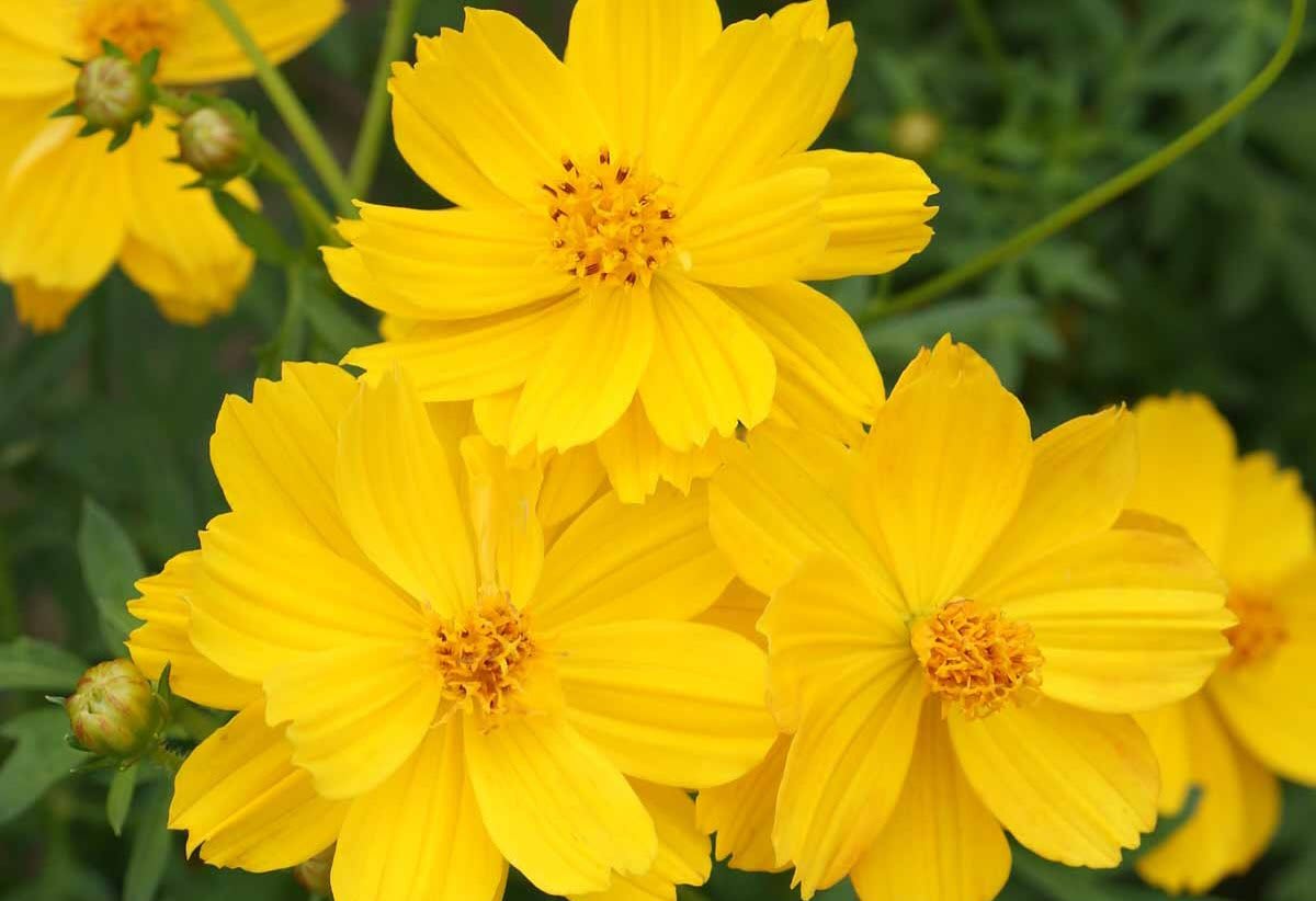 Cosmos 'Ladybird Dwarf Gold'