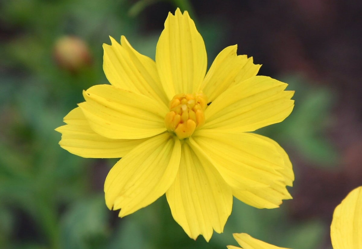 Cosmos 'Ladybird Dwarf Lemon'