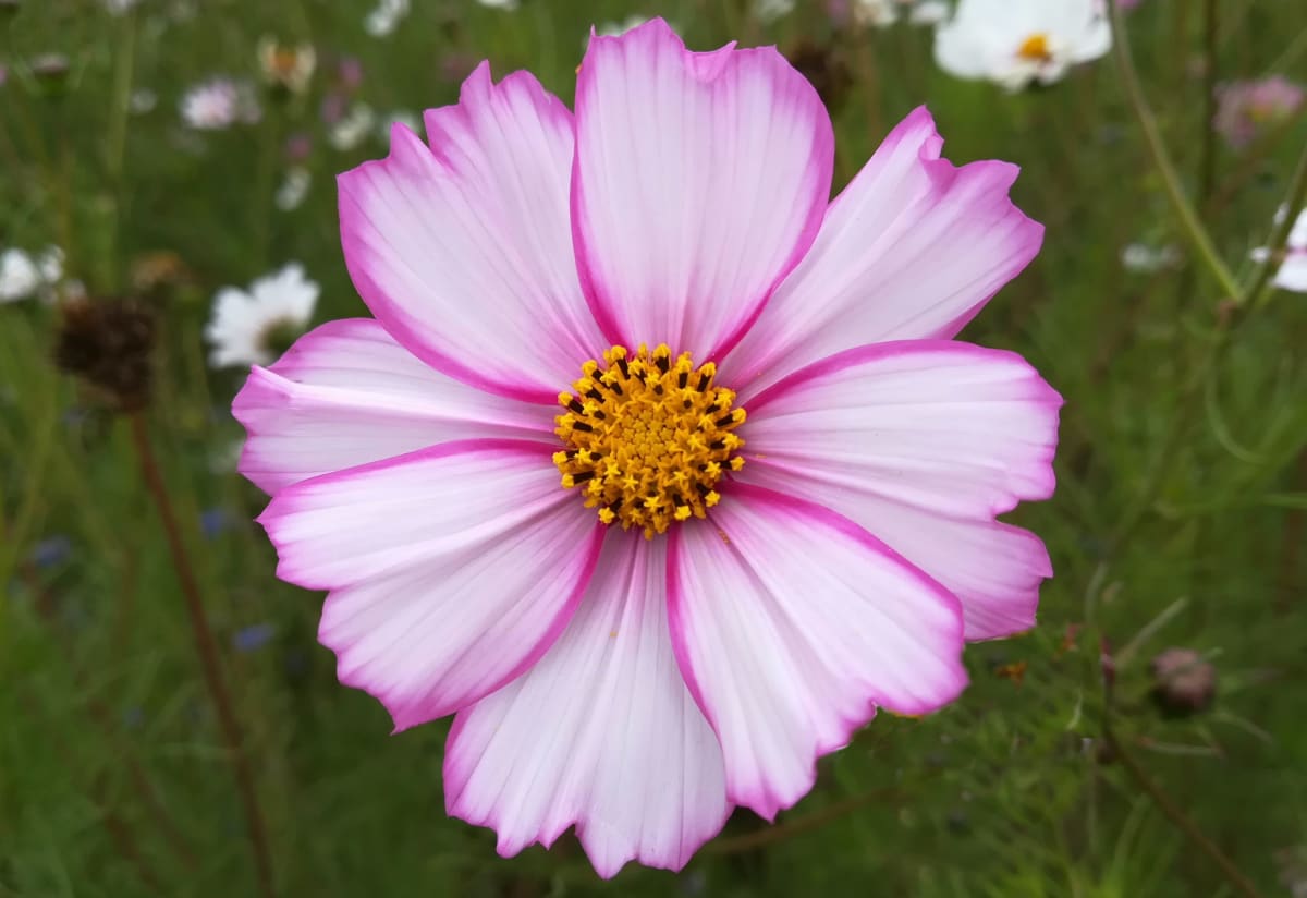 Cosmos 'Picotee'