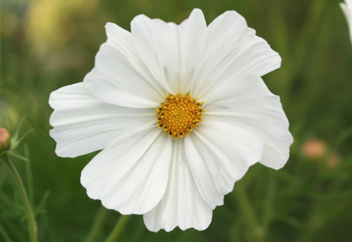 Cosmos 'Purity'