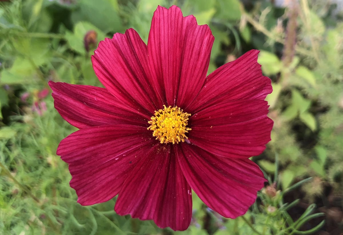 Cosmos 'Rubenza'