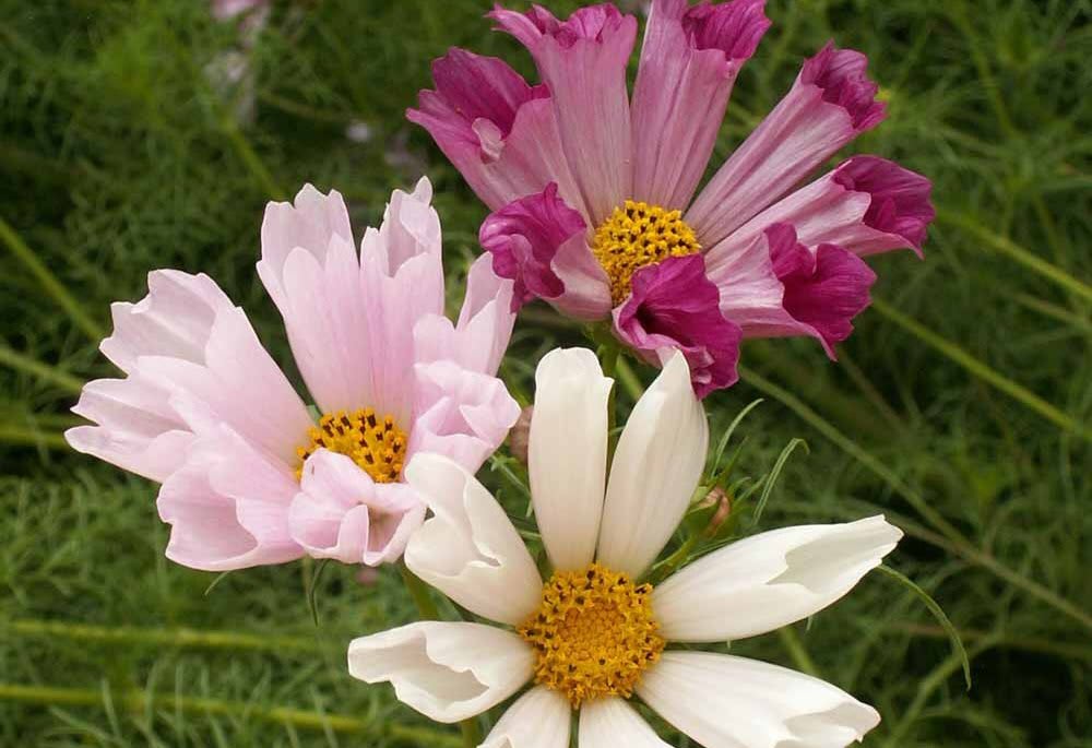 Cosmos 'Seashells Mix'