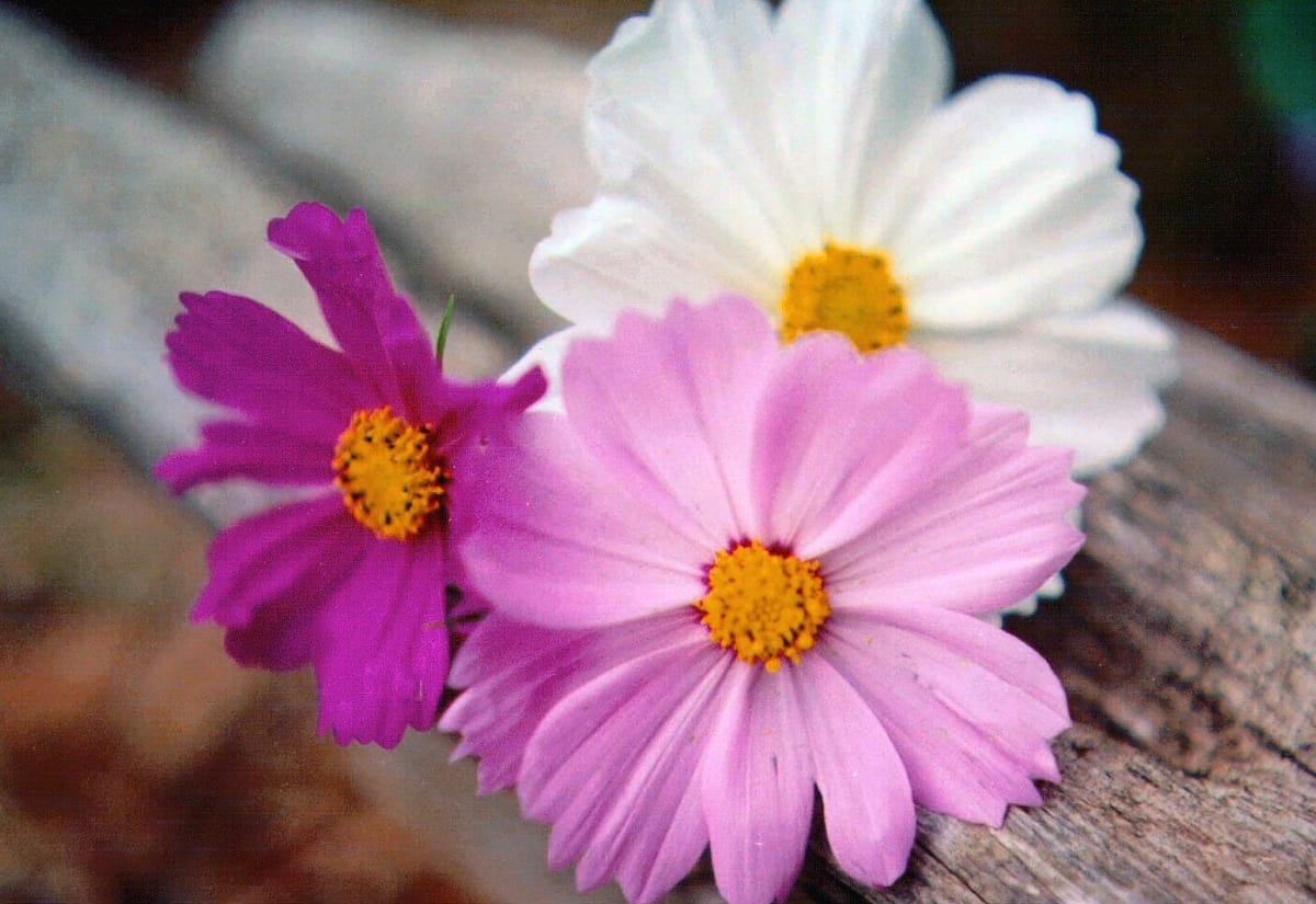 Cosmos 'Sensation Mix'