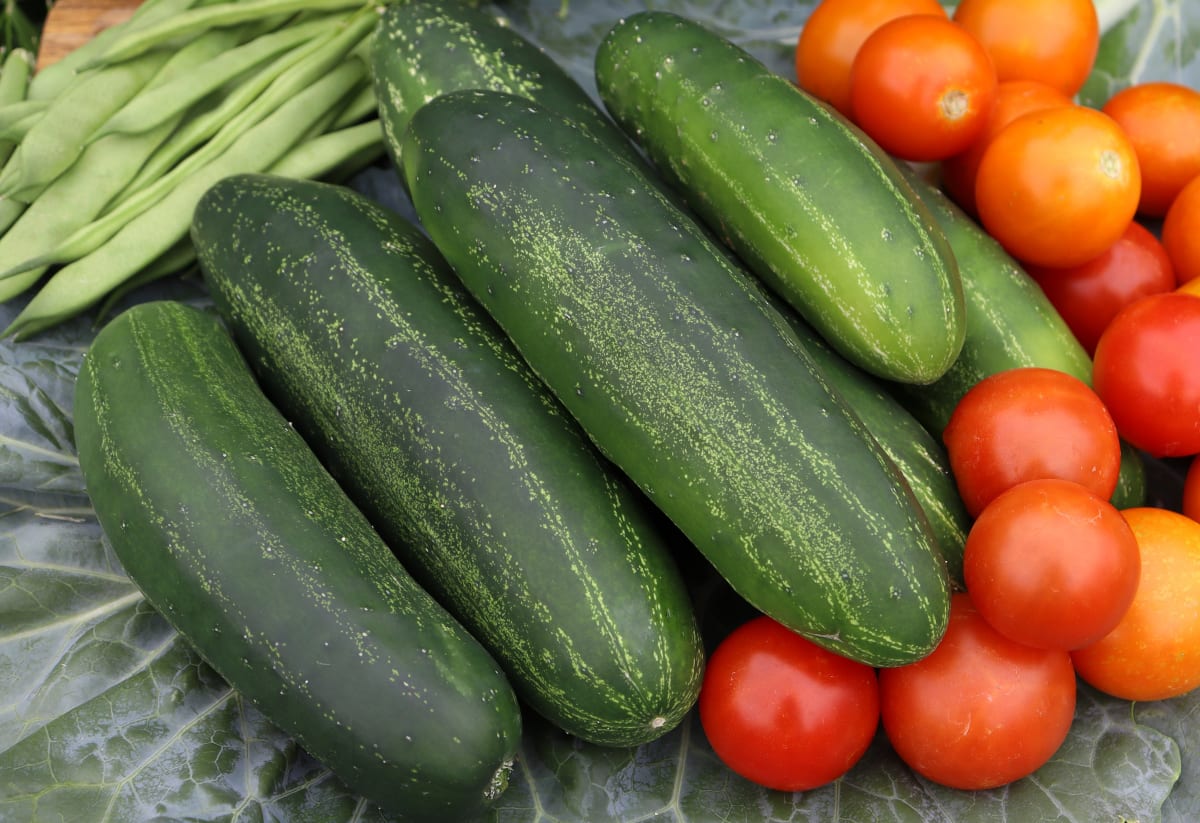 Cucumber 'Long Green Improved'