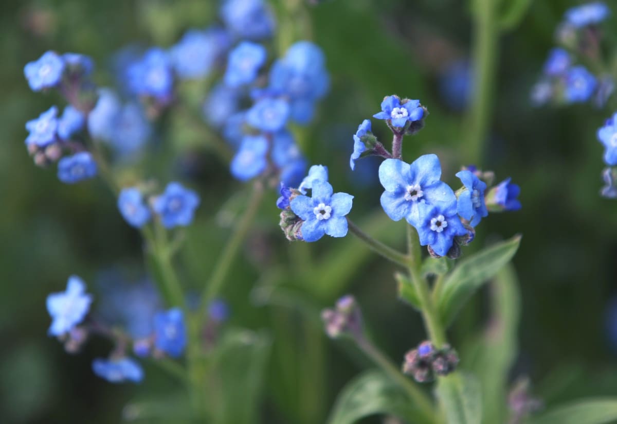 Chinese Forget-Me-Not 'Blue'