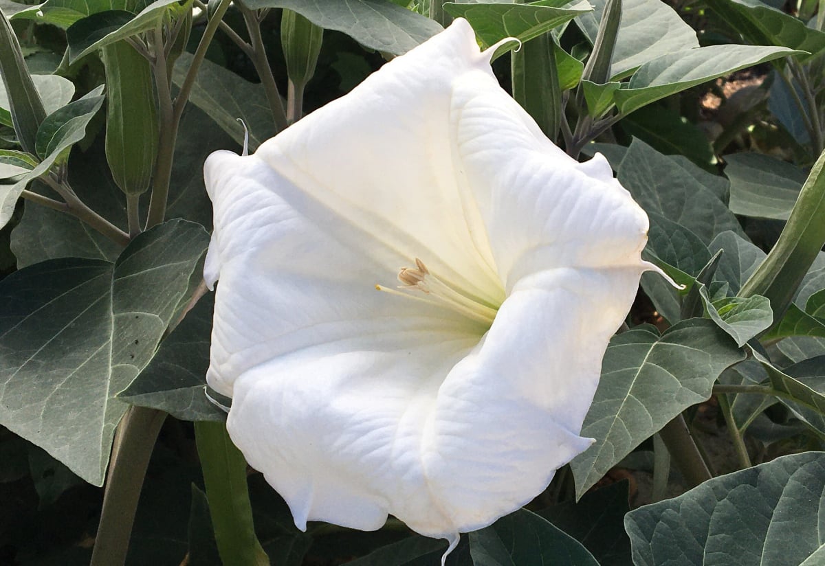 Datura inoxia