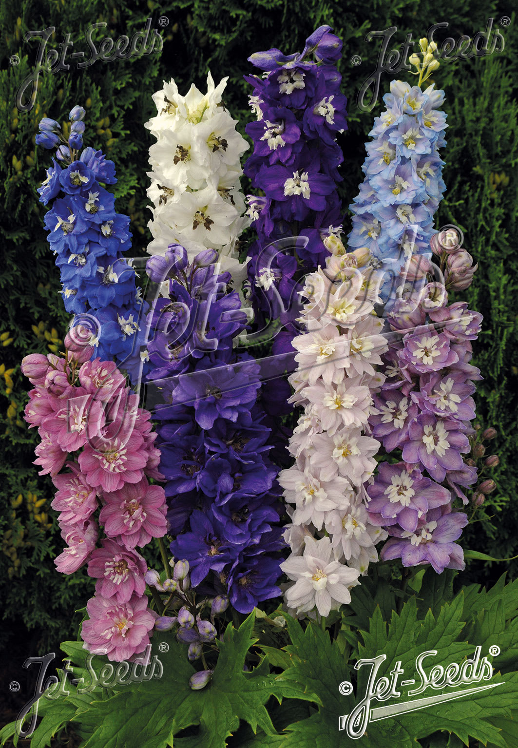 Delphinium 'Magic Fountains Mix'
