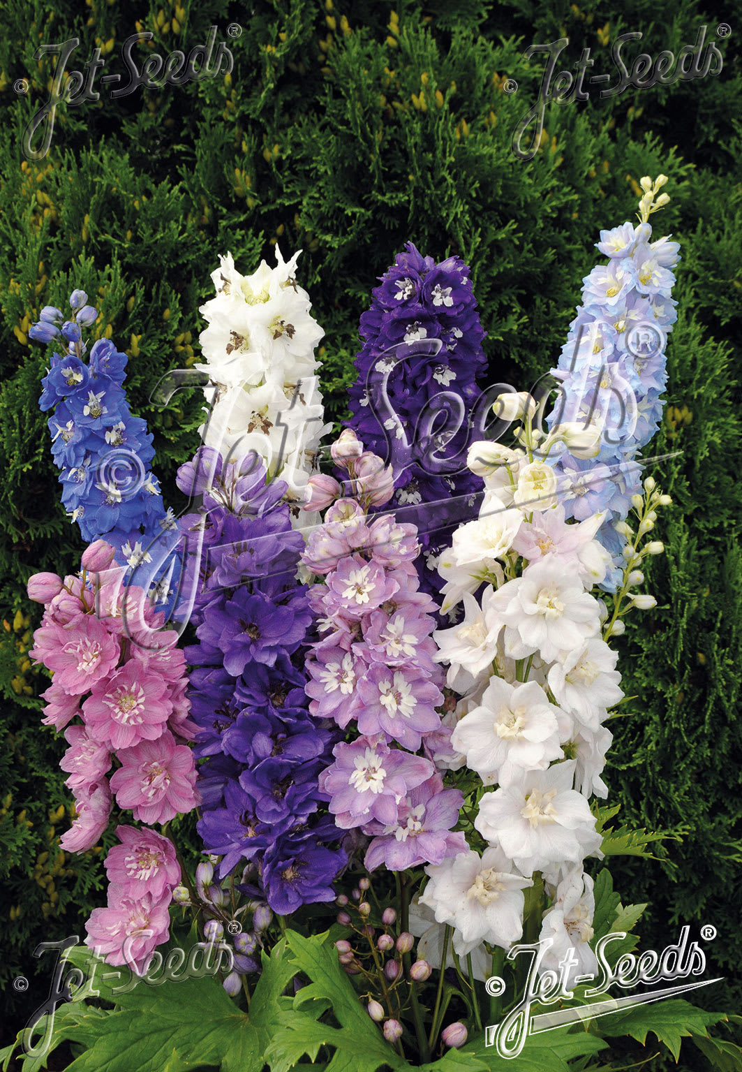 Delphinium 'Pacific Giants Mix'