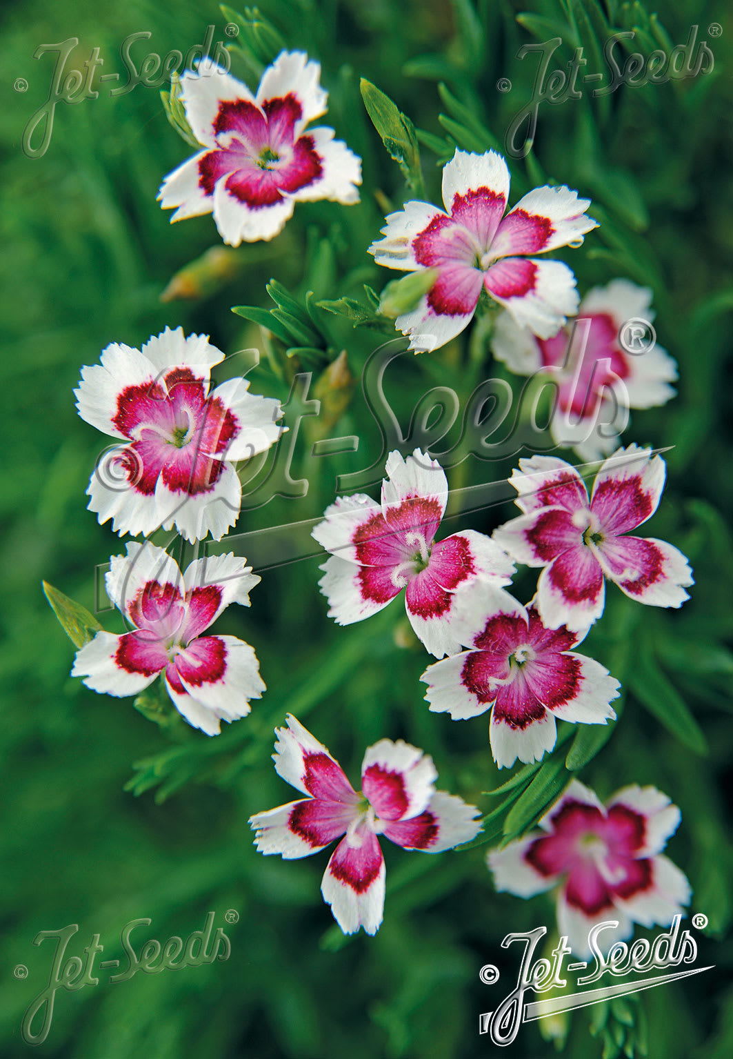 Dianthus deltoides 'Arctic Fire'