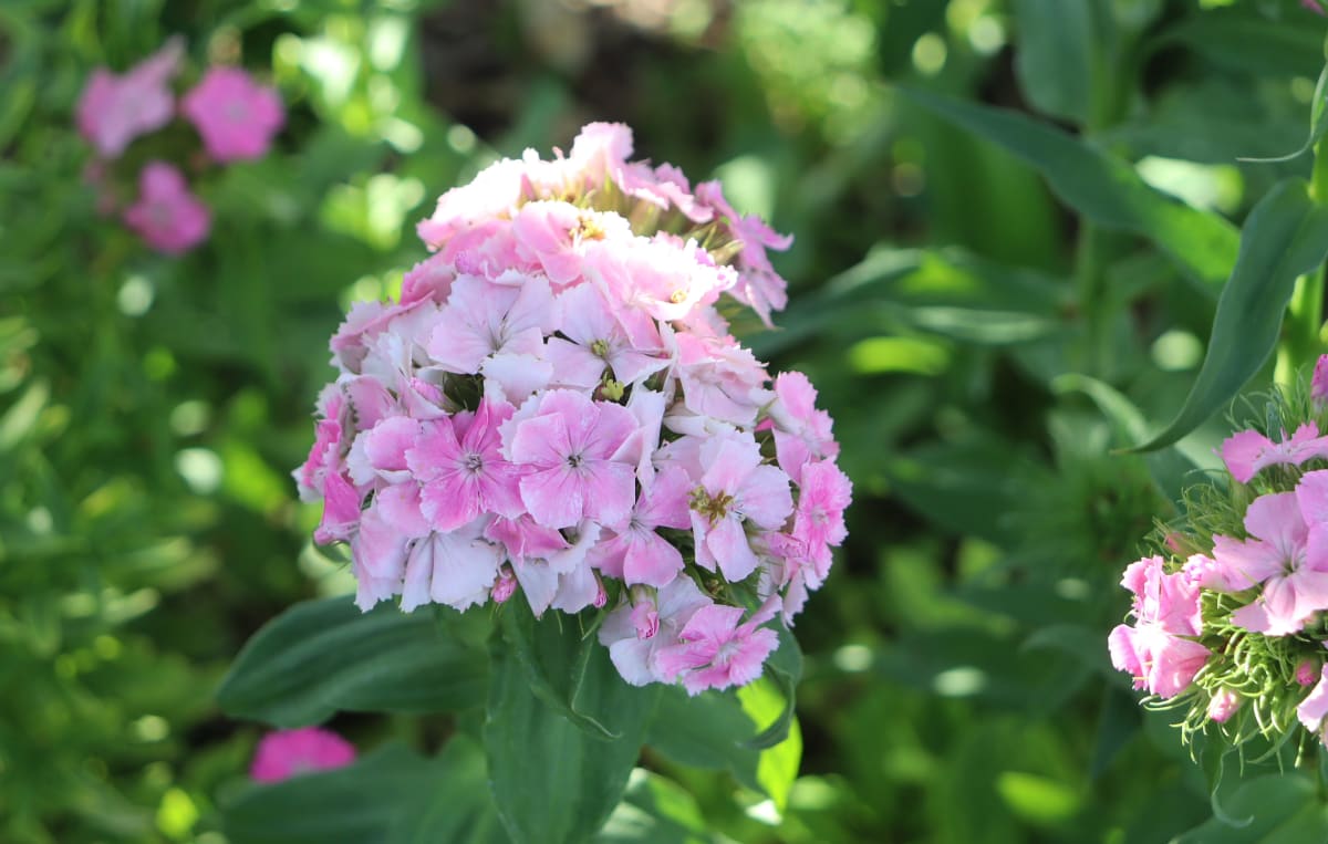 Dianthus barbatus 'Flora Pearl Appleblossom'