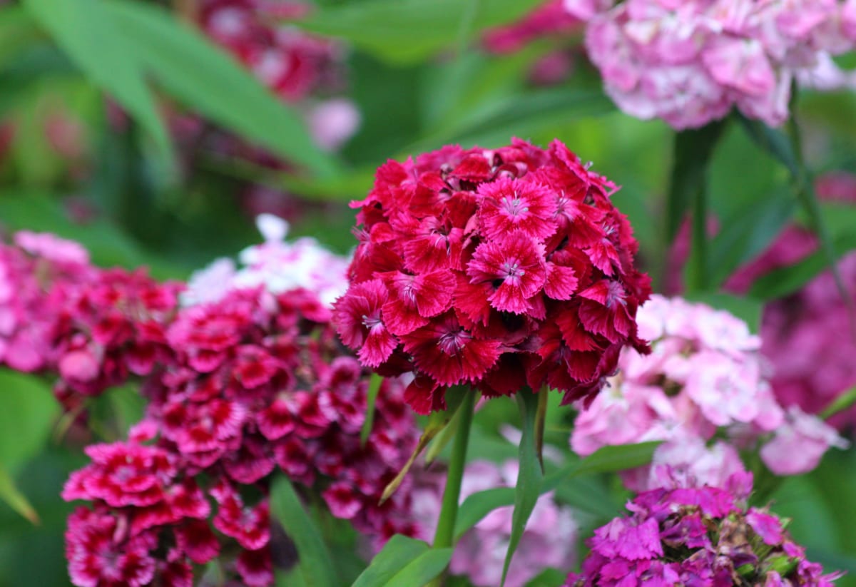 Dianthus barbatus Mix