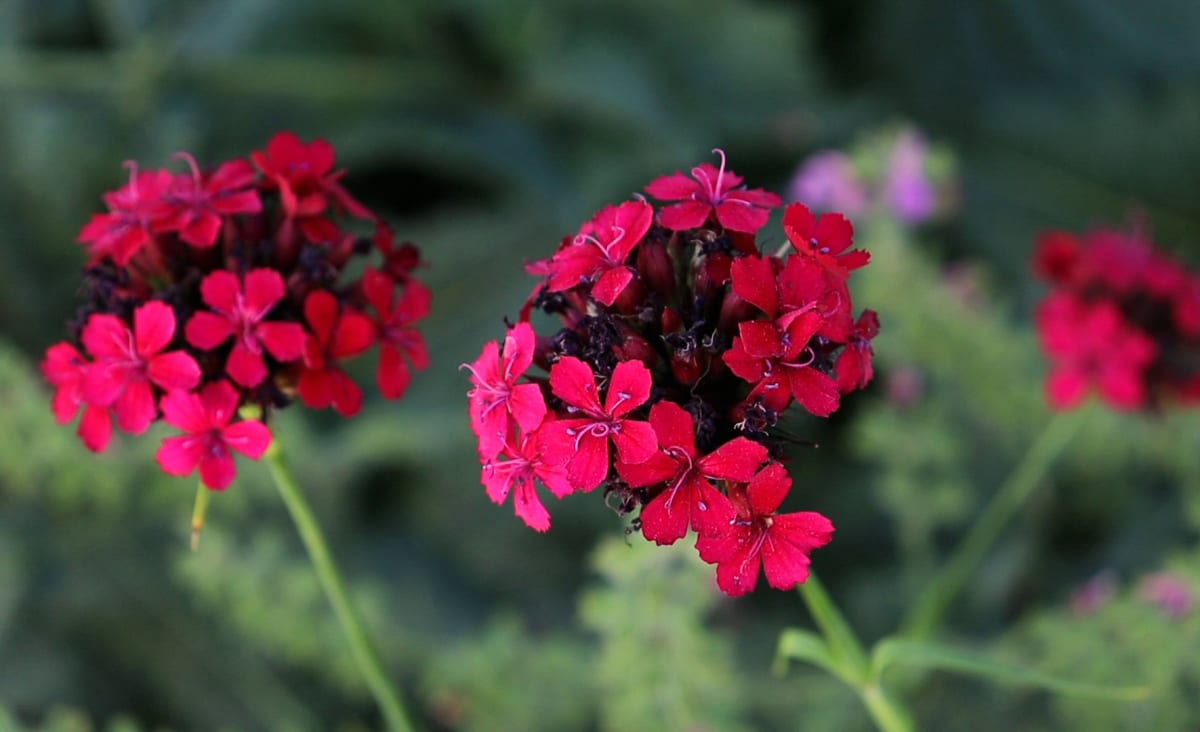 Dianthus cruentus