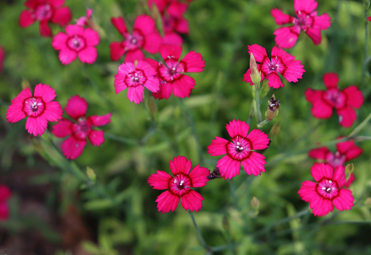 Dianthus deltoides 'Brilliant'