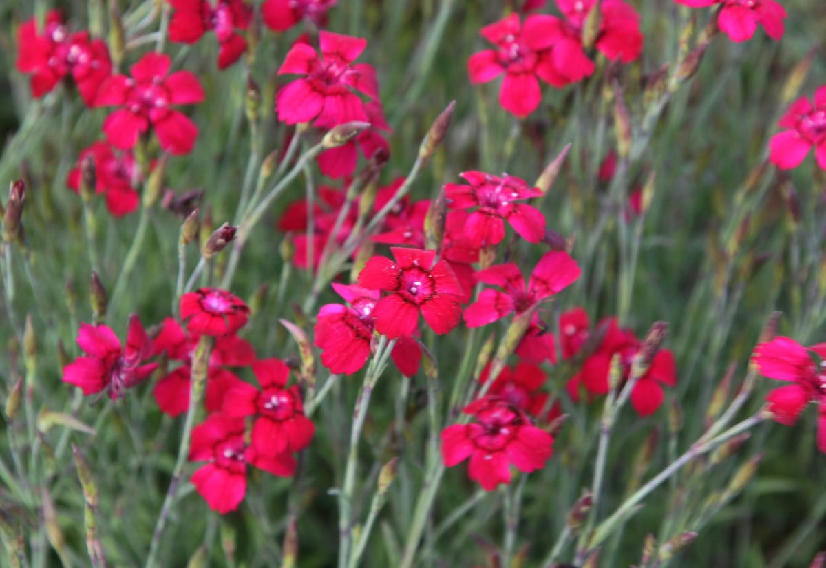 Dianthus deltoides 'Flashing Light'