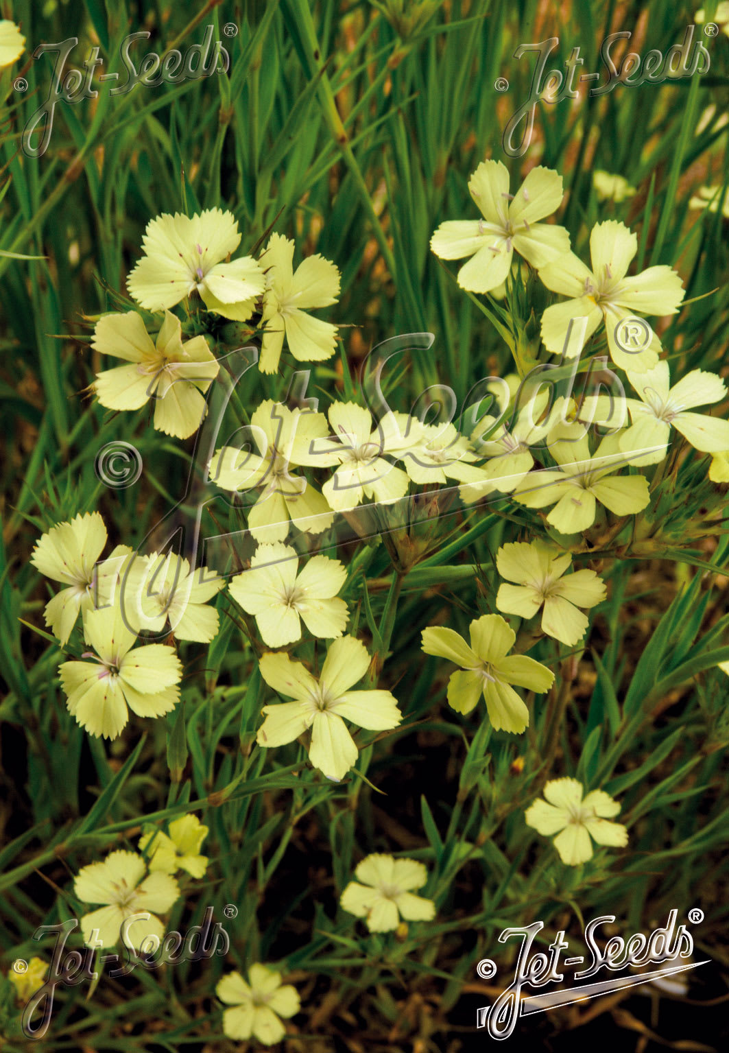 Dianthus knappii