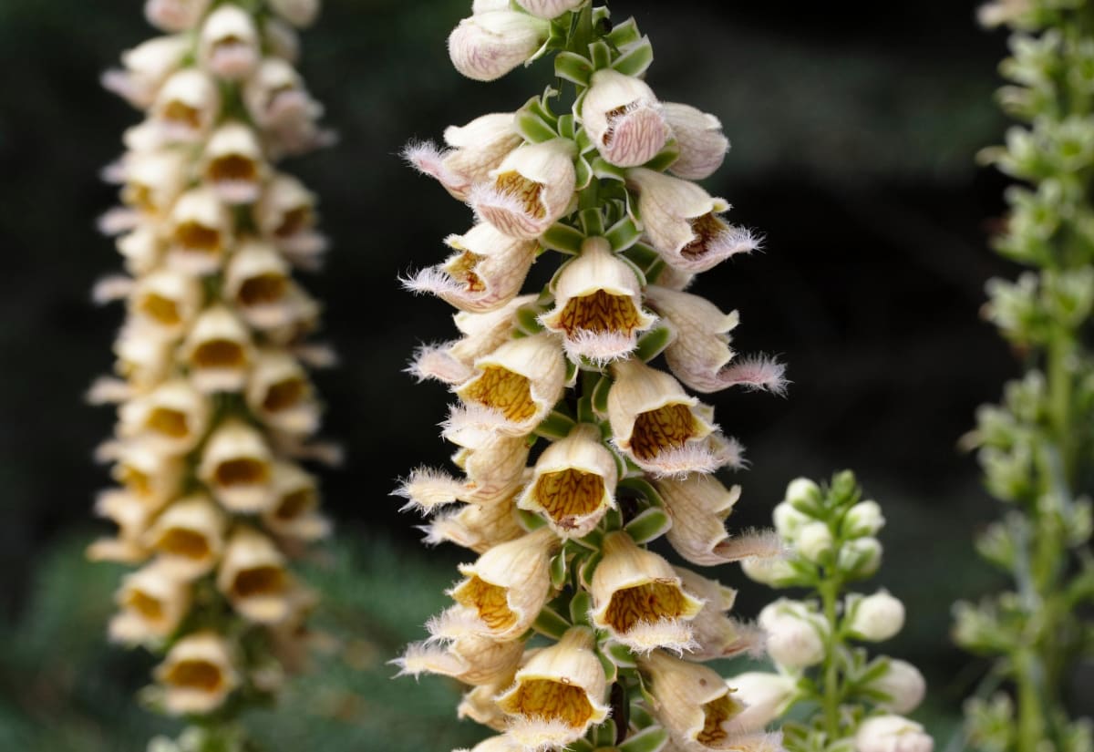Digitalis ferruginea 'Gigantea'