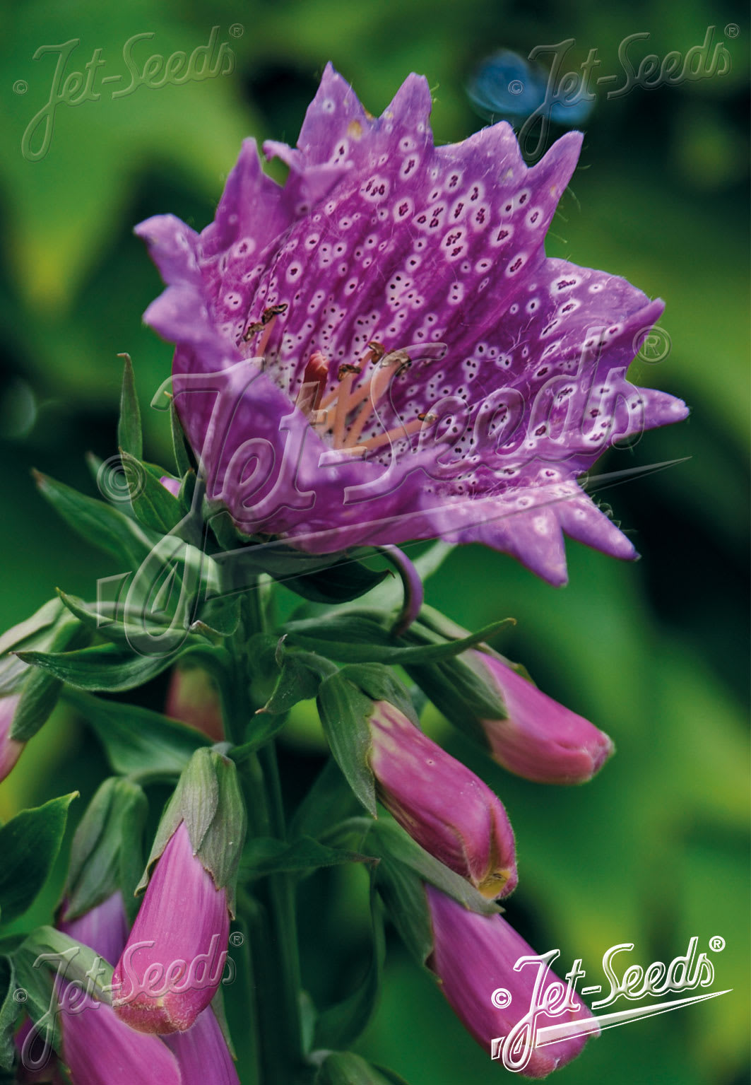 Digitalis purpurea 'Monstrosa Purple'