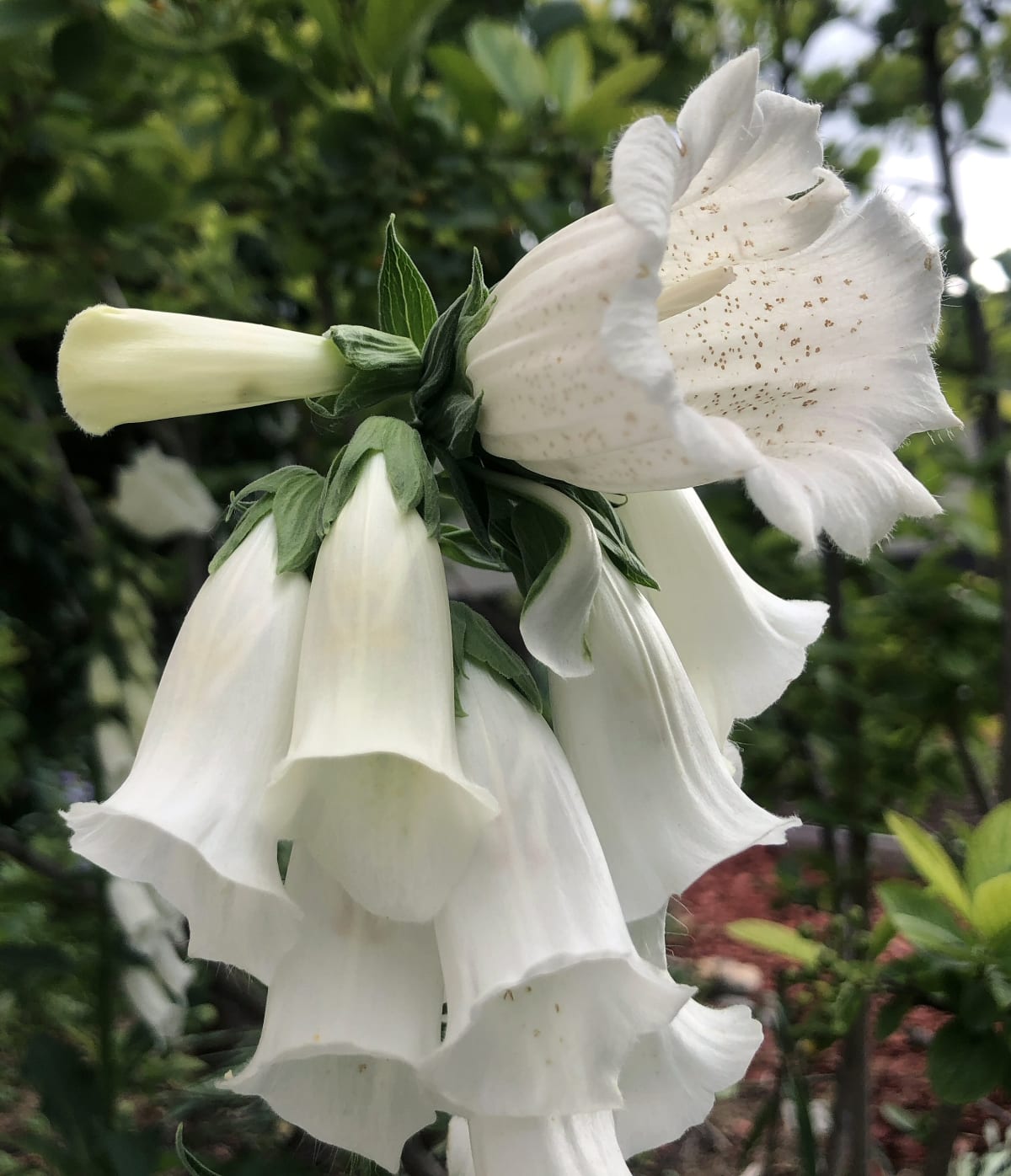 Digitalis purpurea 'Monstrosa White'