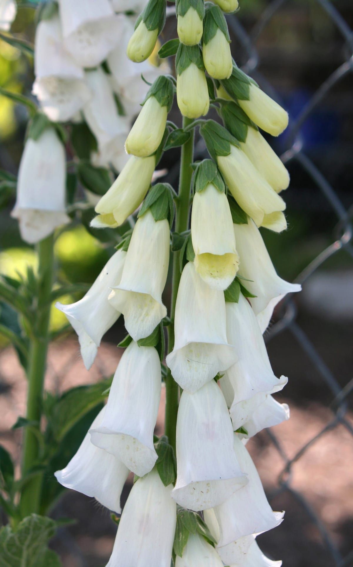 Digitalis purpurea 'Alba'