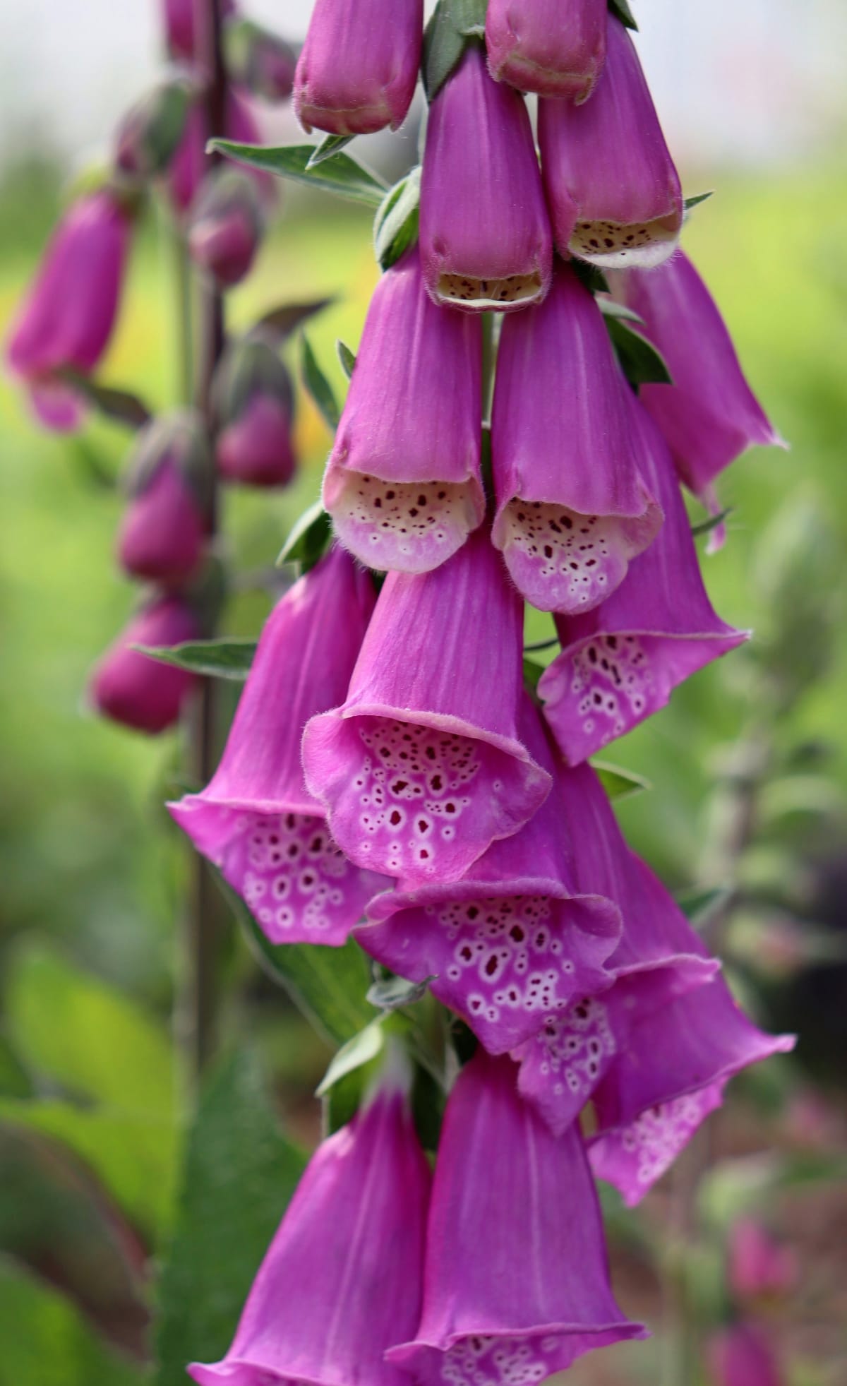 Digitalis purpurea 'Berggold'