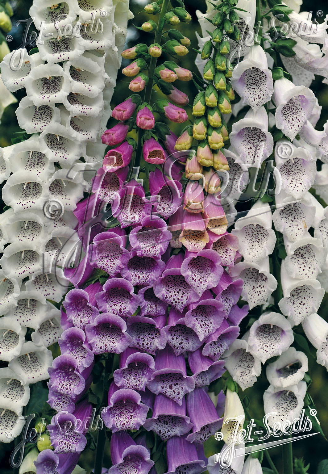 Digitalis purpurea 'Gloxiniaeflora'